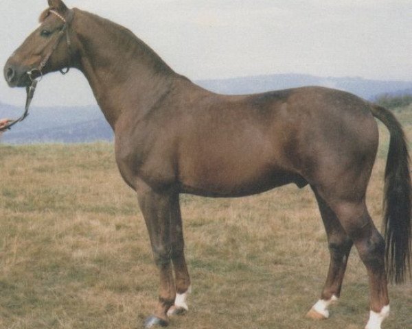 stallion Senussi (Hessian Warmblood, 1972, from Senator)