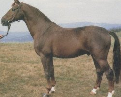 Deckhengst Senussi (Hessisches Warmblut, 1972, von Senator)