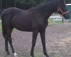 broodmare Magdalena vom Pferdehof Harmony (German Sport Horse, 2012, from Dream of Diamond)