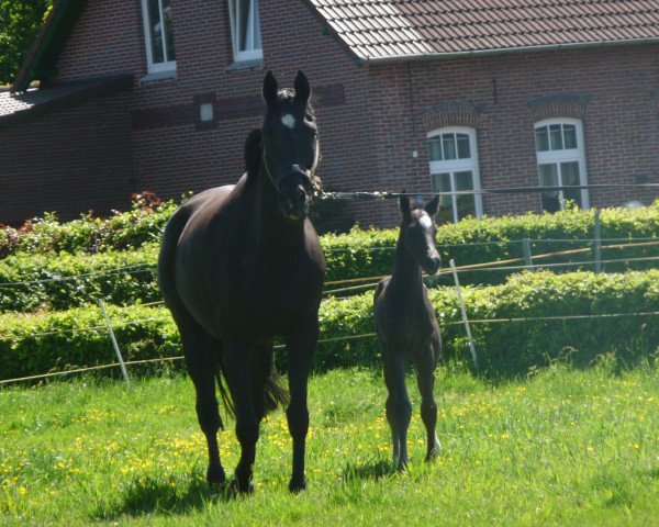 broodmare Honeymoon (Hanoverian,  , from Hohenstein I)