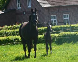 Pferd Honeymoon (Hannoveraner, von Hohenstein I)