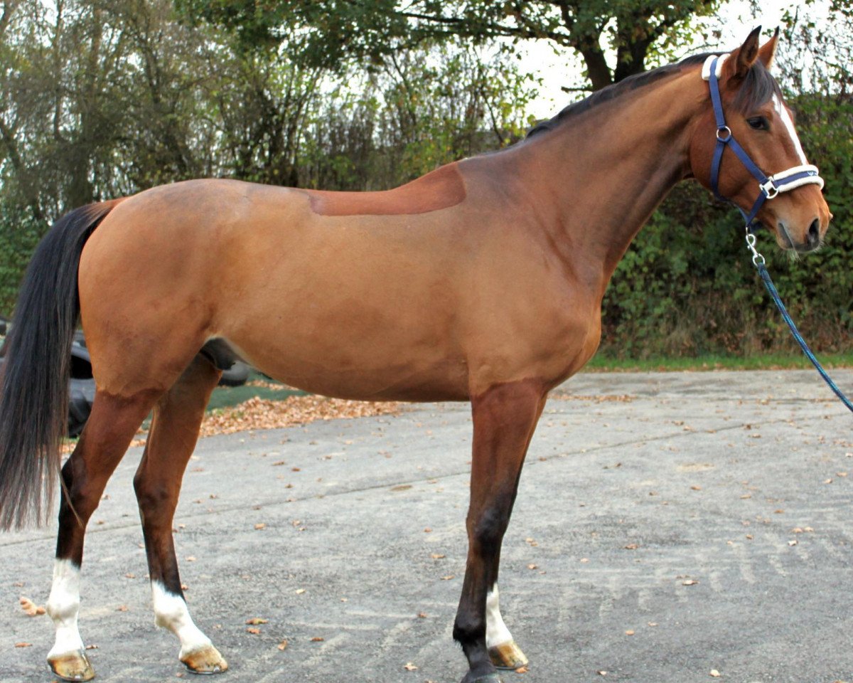 dressage horse Sambafranz (Westphalian, 2008, from Sambatänzer)
