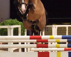 stallion Champion de Pearl (Oldenburg, 2010, from Champion de Cord)