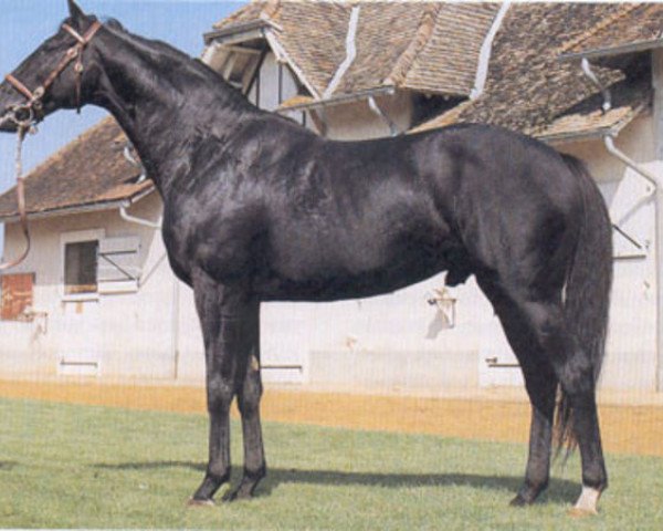 stallion Rex Magna xx (Thoroughbred, 1974, from Right Royal V xx)