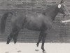 stallion Pisano (Westphalian, 1971, from Pilatus)