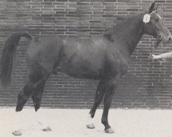 stallion Pisano (Westphalian, 1971, from Pilatus)