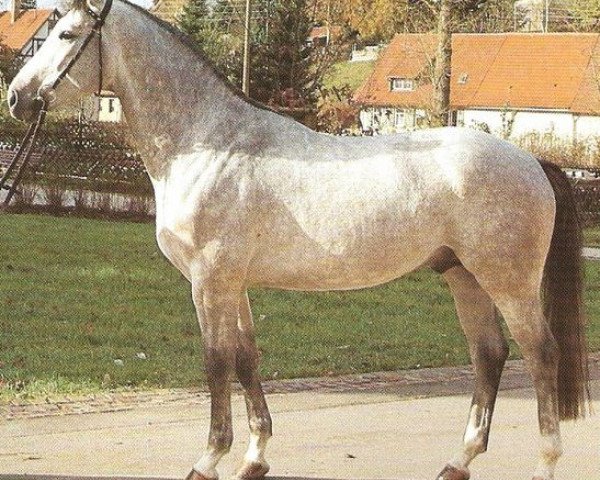stallion Wanilo (Württemberger, 1989, from Wanninger)