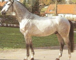 stallion Wanilo (Württemberger, 1989, from Wanninger)