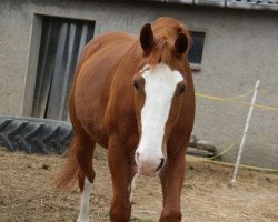 Pferd Wegolas (Deutsches Reitpferd, 1990, von Welcome Ippe)