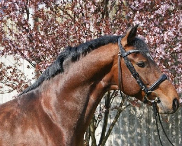 stallion Dartagnan (German Riding Pony, 2006, from Day of Whisper)