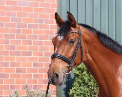 dressage horse Calito 34 (Holsteiner, 2013, from Casall Ask)