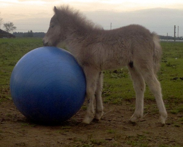 Deckhengst Fussel vom Wertachtal (Dt.Part-bred Shetland Pony, 2013, von Fabian)