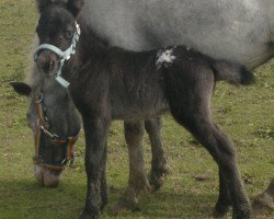 stallion Flex vom Wertachtal (Dt.Part-bred Shetland pony, 2013, from Fabian)