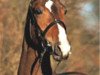stallion Charity (Oldenburg, 2000, from Caretano Z)