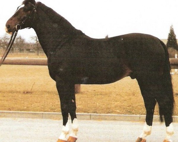 stallion Don Marquis (Württemberger, 1979, from Marquis)