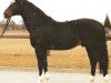 stallion Don Marquis (Württemberger, 1979, from Marquis)