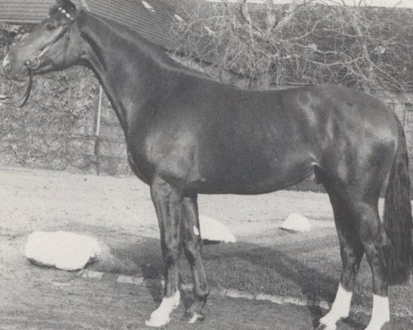 Pferd Winner (Hannoveraner, 1984, von Wenzel I)
