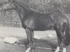 stallion Winner (Hanoverian, 1984, from Wenzel I)