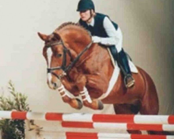 stallion Ricordo di Leny (Westphalian, 1993, from Rimini)