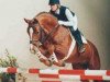 stallion Ricordo di Leny (Westphalian, 1993, from Rimini)