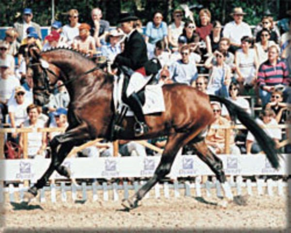 stallion Sterntänzer (Oldenburg, 1996, from Silvio I)