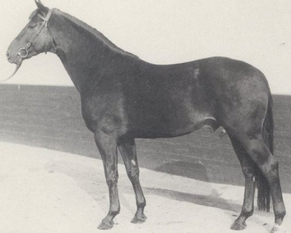 stallion Libanon (Hanoverian, 1972, from Lions xx)