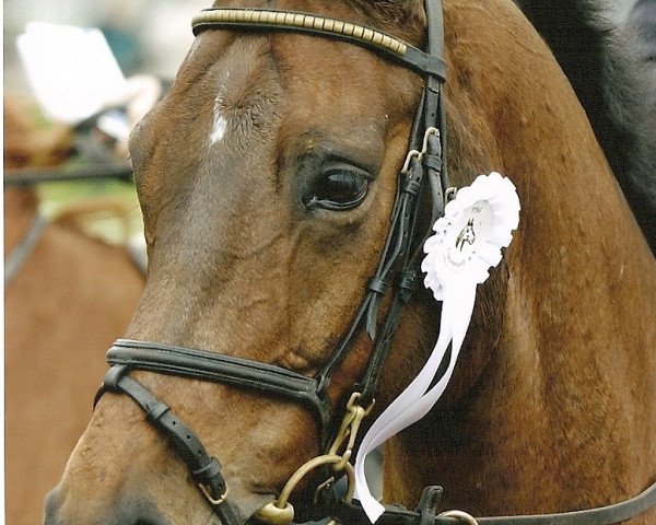 horse Stella Lucia (Holsteiner, 1995, from Salient xx)