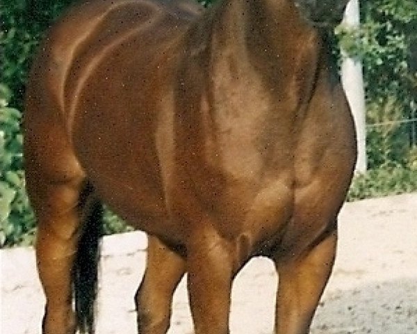 horse Harun 10 (Trakehner, 1981, from Habicht)