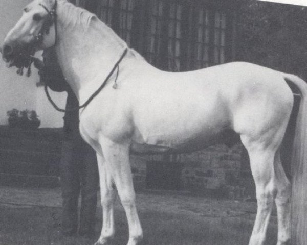 stallion Laterant (Zweibrücken, 1959, from Lateran)