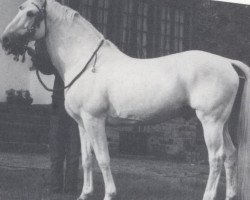 stallion Laterant (Zweibrücken, 1959, from Lateran)