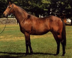 stallion Lyphard's Wish xx (Thoroughbred, 1976, from Lyphard xx)