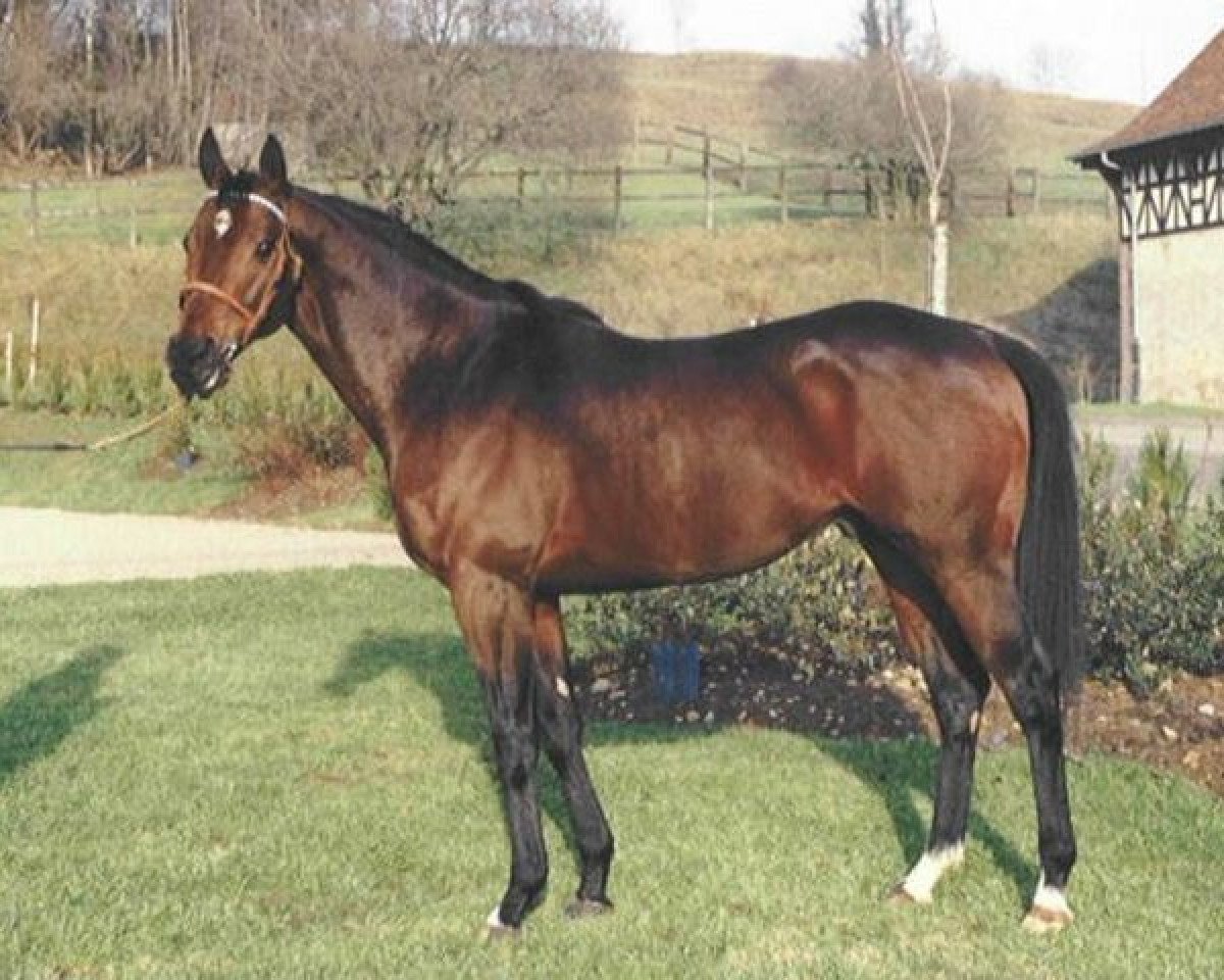 stallion Art Francais xx (Thoroughbred, 1983, from Lyphard's Wish xx)