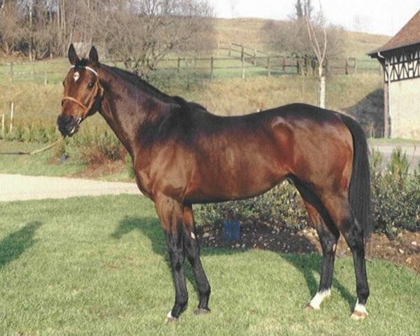 stallion Art Francais xx (Thoroughbred, 1983, from Lyphard's Wish xx)