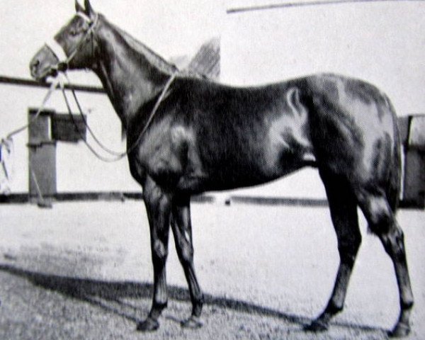 stallion Democratic xx (Thoroughbred, 1952, from Denturius xx)