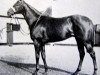 stallion Democratic xx (Thoroughbred, 1952, from Denturius xx)