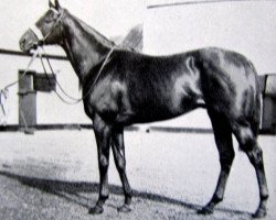 stallion Democratic xx (Thoroughbred, 1952, from Denturius xx)