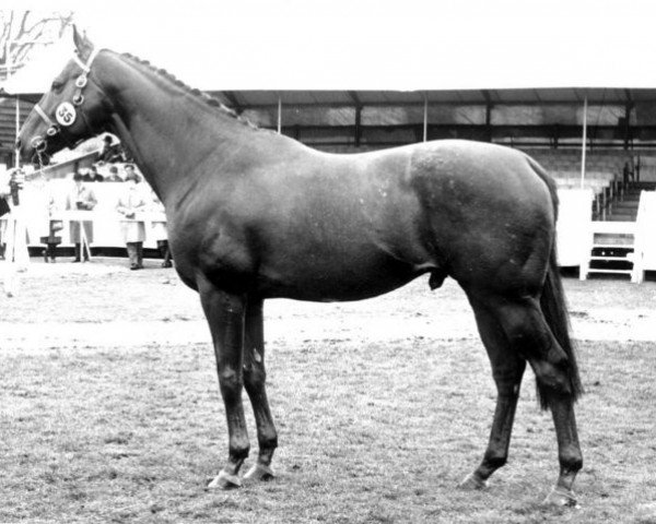 stallion Willow Cratic xx (Thoroughbred, 1960, from Democratic xx)