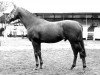 horse Willow Cratic xx (Thoroughbred, 1960, from Democratic xx)
