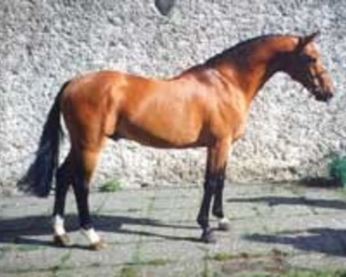 stallion Bergerac (KWPN (Royal Dutch Sporthorse), 1983, from Nimmerdor)
