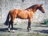 stallion Bergerac (KWPN (Royal Dutch Sporthorse), 1983, from Nimmerdor)