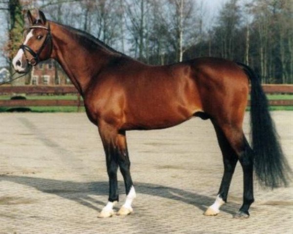 Deckhengst Bright Speed (Koninklijk Warmbloed Paardenstamboek Nederland (KWPN), 1988, von Bergerac)