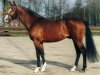 stallion Bright Speed (KWPN (Royal Dutch Sporthorse), 1988, from Bergerac)