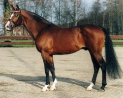 Deckhengst Bright Speed (KWPN (Niederländisches Warmblut), 1988, von Bergerac)