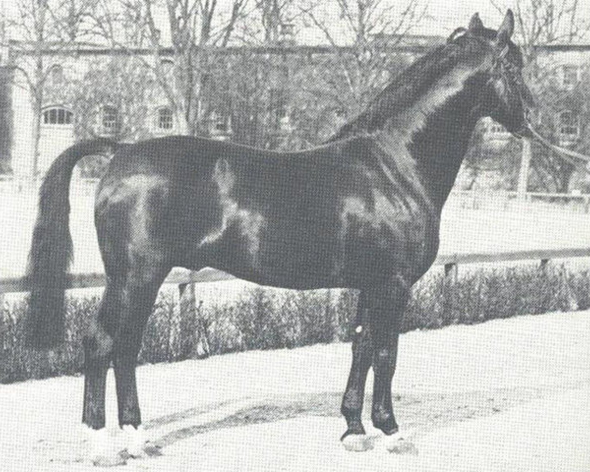 Deckhengst Durchlaucht (Westfale, 1961, von Duellant 3586)
