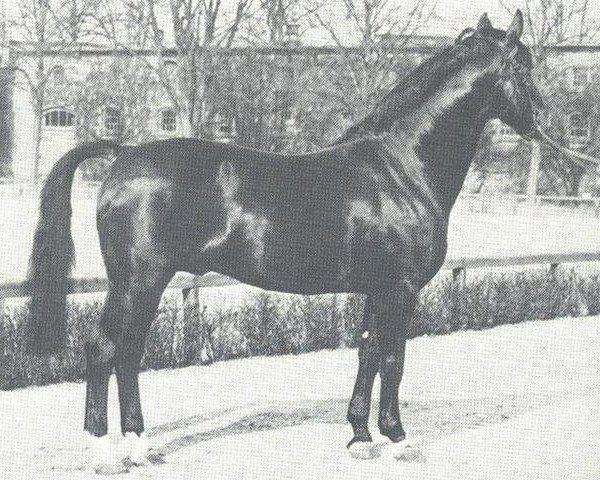 stallion Durchlaucht (Westphalian, 1961, from Duellant)