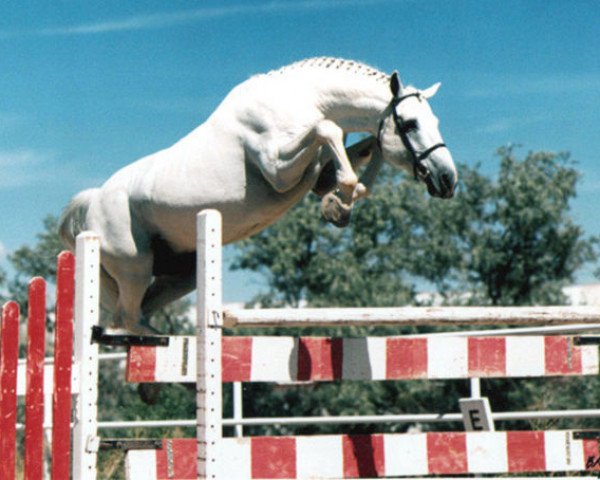 stallion Caracas (Holsteiner, 1972, from Cor de la Bryère)