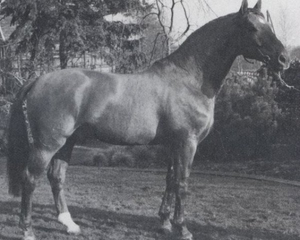horse Geronimo (Hanoverian, 1973, from Gotthard)