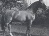 horse Geronimo (Hanoverian, 1973, from Gotthard)