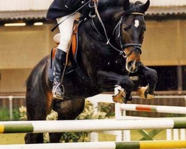 stallion Freudentraum (Westphalian, 1990, from Freudentänzer)