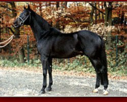 stallion New Moon xx (Thoroughbred, 1981, from Kaiseradler xx)